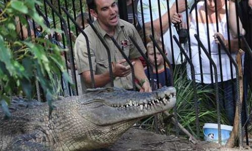 Крокодил предпочел куску мяса своего смотрителя- ФОТО