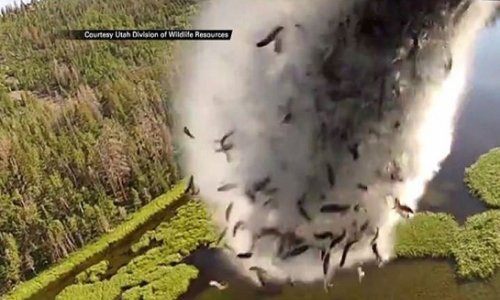 Watch: Fish air-dropped from a plane to restock lakes - VIDEO