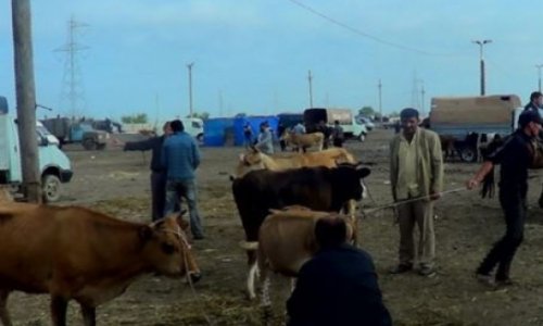 Bir sıra rayonların heyvan bazarları bağlandı