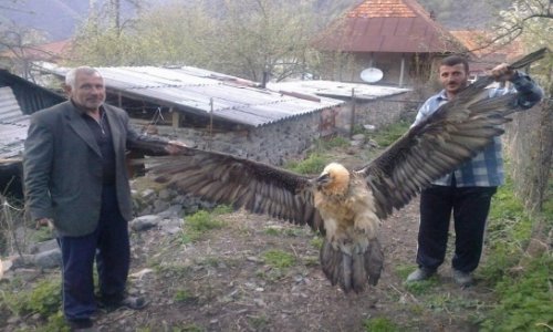 The story of a mountain eagle