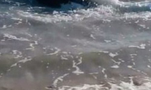 Great White shark CHOKED to death - PHOTO+VIDEO