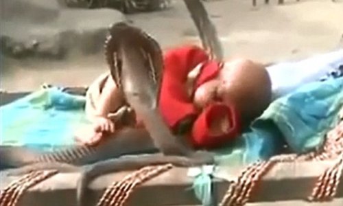 Baby sleeps soundly as he is protected by four COBRAS - PHOTO+VIDEO