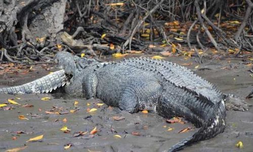 Пятиметровый крокодил закусил своим трехметровым сородичем- ФОТО