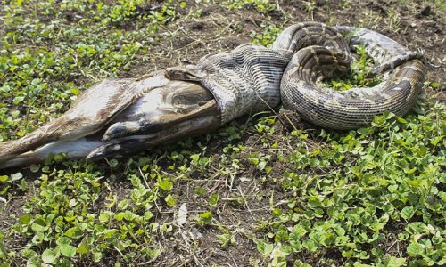 Python caught on camera swallowing antelope whole - PHOTO+VIDEO