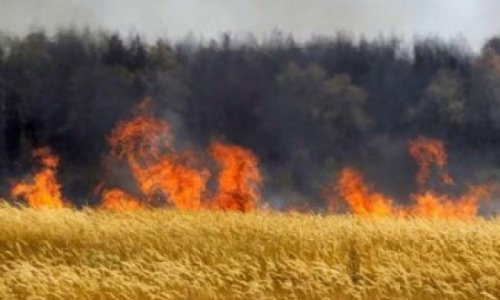 В Гахском районе Азербайджана пожар уничтожил пшеничные поля