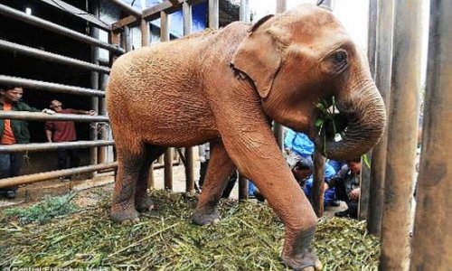 Heroin-addict ELEPHANTS fed opium-laced bananas by Triads - PHOTO