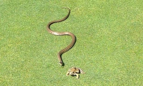 Grass snake tried to gulp down a frog - PHOTO+VIDEO