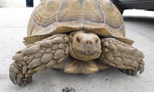 Police catch escapee tortoise after tense 1mph chase through city - PHOTO