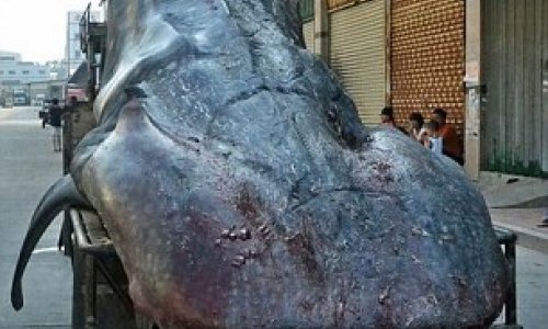 Fisherman transports massive whale shark on truck - PHOTO