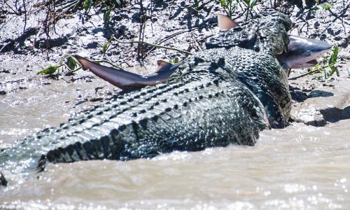 Unfortunate shark is eaten alive by a monster crocodile - PHOTO+VIDEO