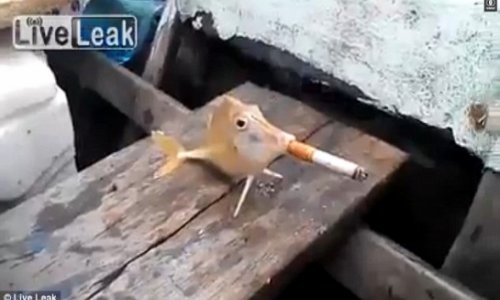 Cruel fishermen force a fish to puff a CIGARETTE - PHOTO+VIDEO