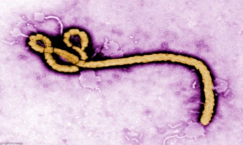 Ebola: first case reaches Saudi Arabia