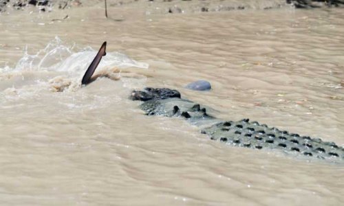 Акула и крокодил сошлись в смертельной схватке