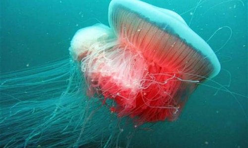 Giant jellyfish spotted in the Adriatic for first time since Second World War