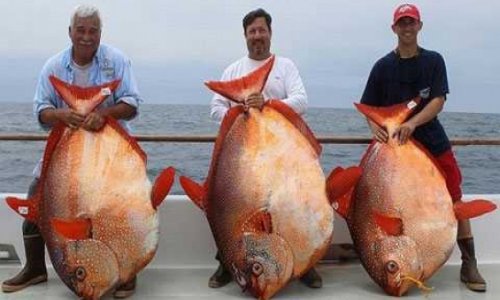 Рыбаки за день поймали трех невероятно редких рыб- ВИДЕО