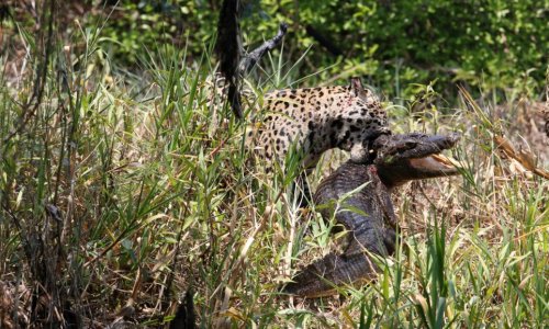 Caiman is caught by one-eyed jaguar - PHOTO