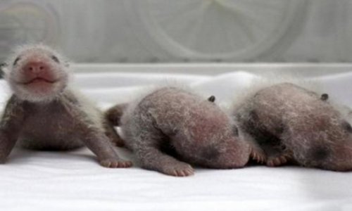 "Новое чудо света": тройня панд родилась в зоопарке в Китае- ВИДЕО