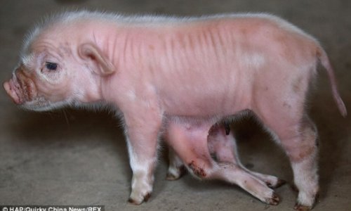 Four extra legs protruding from piglet's stomach - PHOTO+VIDEO