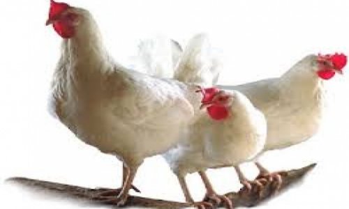 Azerbaijan may supply Russia with chicken