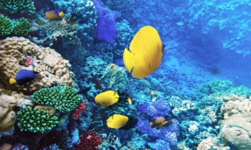 Австралия: Большой Барьерный риф в опасности