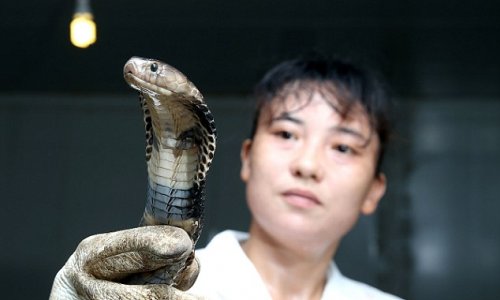 Chinese brothers run farm home to 50,000 SNAKES - PHOTO