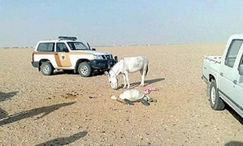 Saudi Sheikh dies after attempting to sexually abuse a donkey - PHOTO