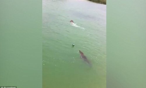 Boy fleeing in PANIC as a huge crocodile chases him - VIDEO