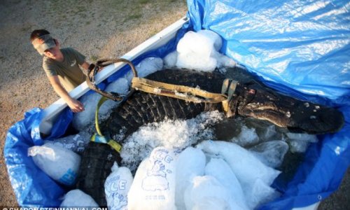Is this the world's largest alligator? - PHOTO+VIDEO