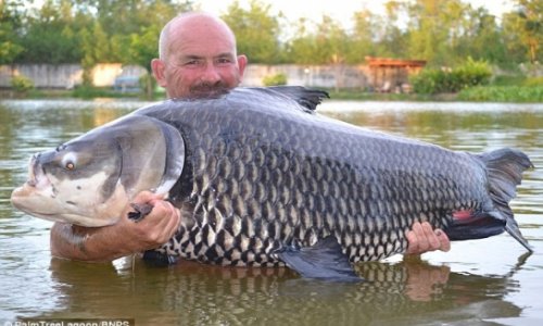 Man catches world's heaviest carp - PHOTO