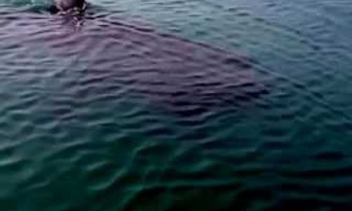 Watch shark captured by fisherman swallowed WHOLE by terrifying monster of the deep - VIDEO