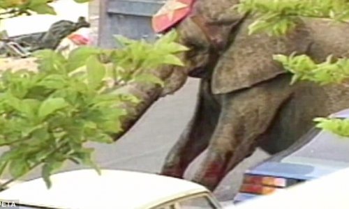 Elephant was shot almost 100 times in the street - PHOTO+VIDEO