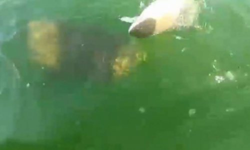 Grouper eats 4ft shark in one bite - VIDEO