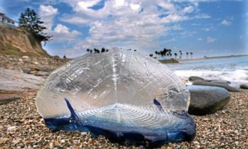BILLIONS of jelly-fish-like creatures wash up on beaches - PHOTO