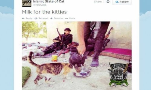 Isis have a 'I can haz Islamic state' kitten twitter account