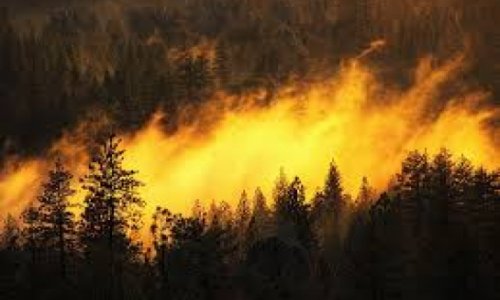 В Гирканском национальном парке произошел пожар