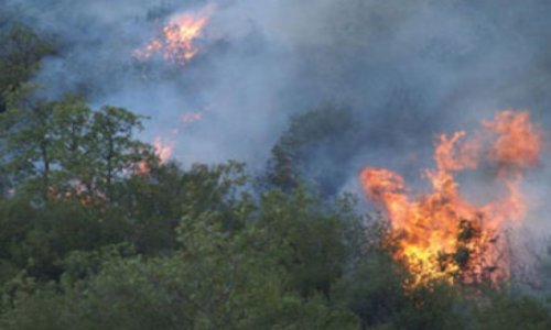 Пожары в лесных массивах в Джалилабаде и Губе потушены