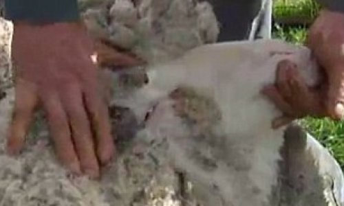 Is Shaun the world's wooliest sheep? - PHOTO+VIDEO