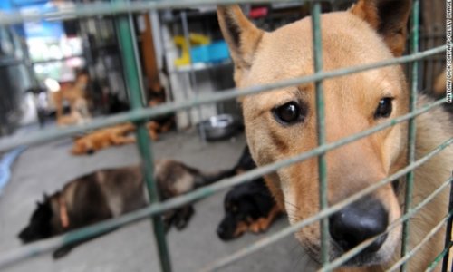 Chinese city kills 5,000 dogs to control rabies