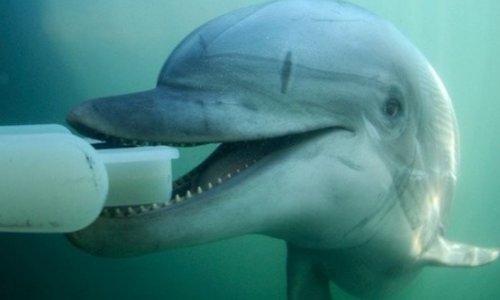 Rusiya Ukraynanın döyüş delfinlərini ələ keçirdi