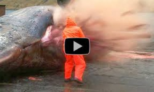 Exploding whale carcass caught on camera in the Faroe Islands - PHOTO+VIDEO