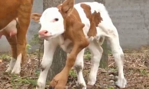 Six-legged calf is born in China - PHOTO