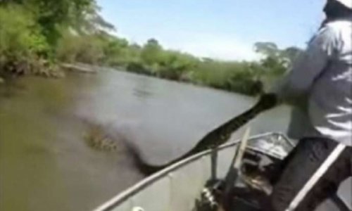 Incredible footage of man taking giant anaconda by the tail - VIDEO