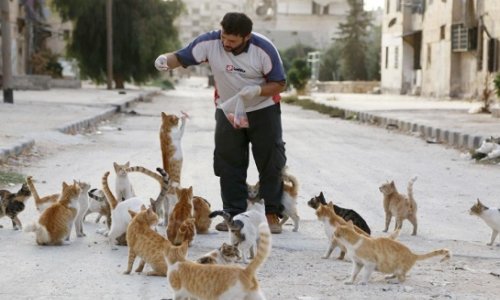 Picture of the day: Cats of Aleppo