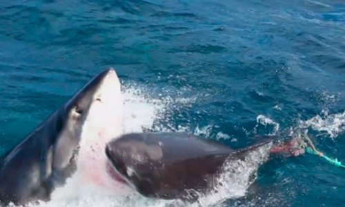 Viral Video of the Day: Great White Shark Deathmatch - VIDEO