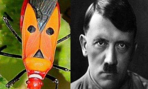 Hitlerin yeni bənzəri tapıldı - FOTOLAR