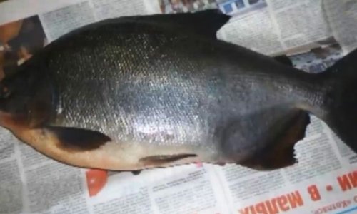 Fish with HUMAN TEETH caught in Russia - PHOTO