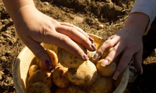 Картошка пустила корни в организме девушки