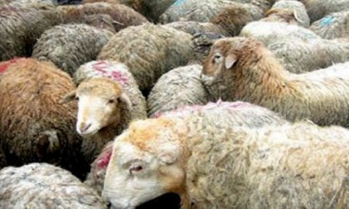 Министр: «Продажная цена на жертвенные животные снижена»