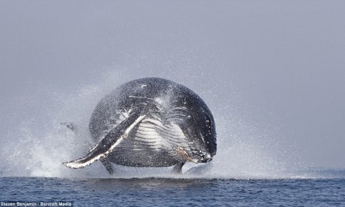 The whale who thought he could fly - PHOTO