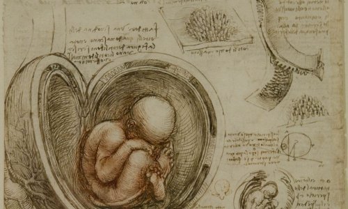 Leonardo da Vinçinin tibbi rəsm əsərləri tapıldı - FOTOLAR